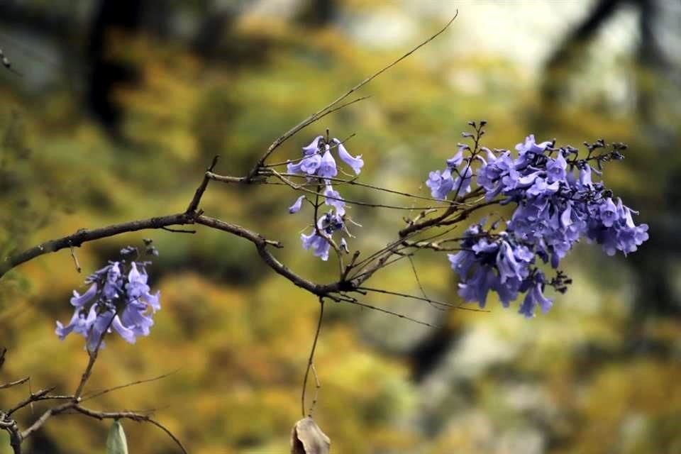 La jacaranda, un árbol de origen sudamericano y cuya introducción a la CDMX se remonta a los años 20 del siglo pasado, y es famoso por colorear las calles de tonos violeta durante la primavera.