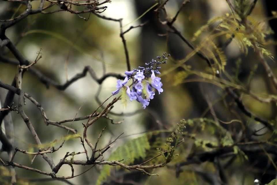 Aunque es cierto que algunas jacarandas ya han comenzado a presentar brotes, la presencia masiva del violeta que caracteriza a estos árboles aún no tiene lugar.