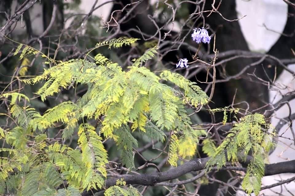 La floración adelantada también puede indicar estrés en los ejemplares por falta de lluvia en los meses previos, indican especialistas.