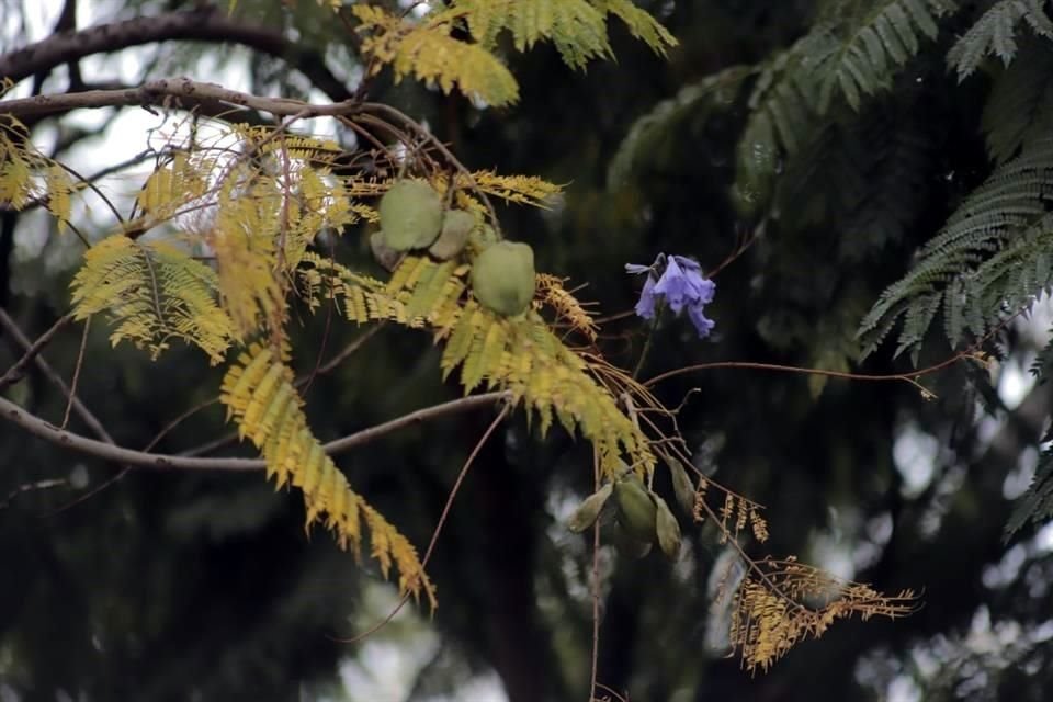 A menudo, fenómenos como la floración adelantada se deben a los estados de micro climas en los que están situados los ejemplares, señaló el especialista.