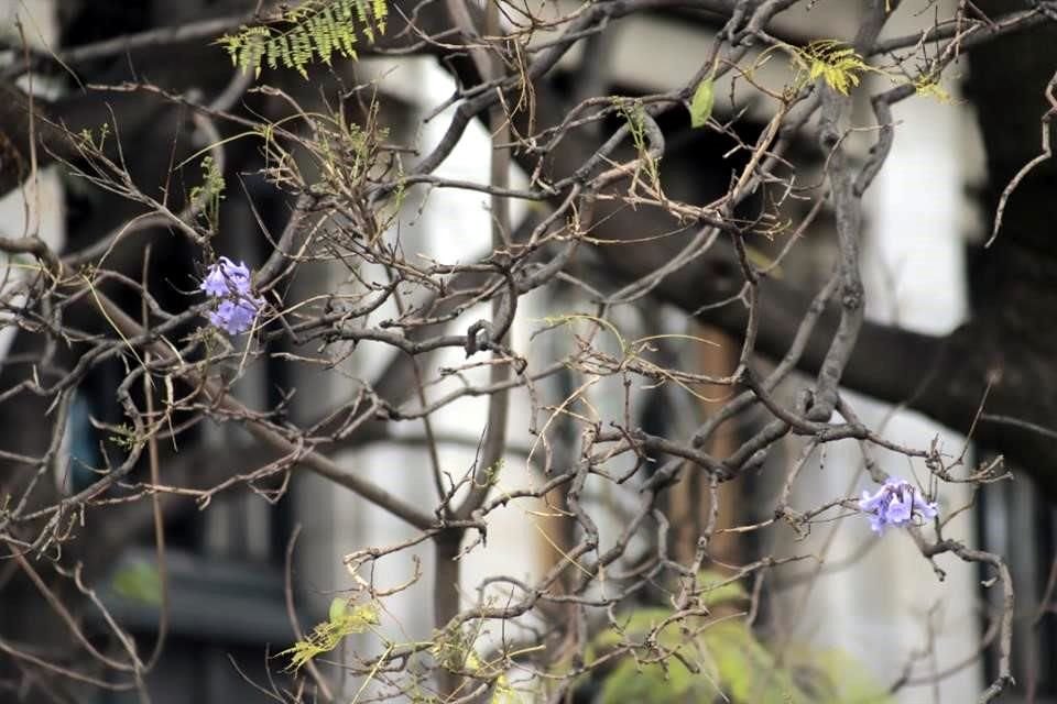 'Generalmente es la lluvia anterior la que repercute en la floración de este año', mencionó el especialista.<br>