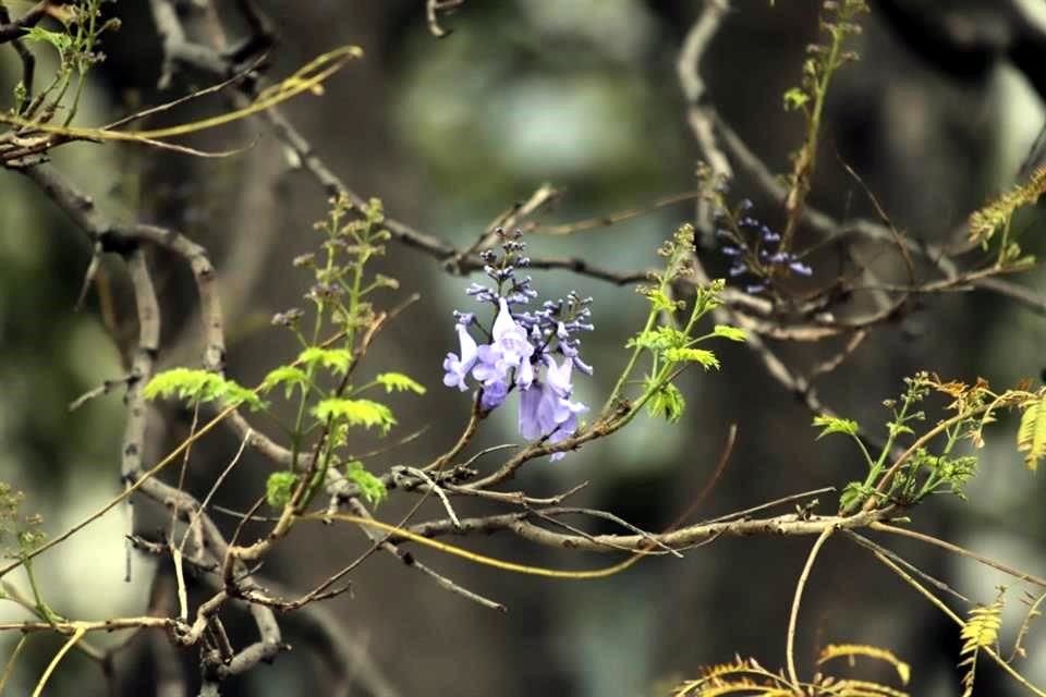 Aunque el cambio climático ha impactado en la Ciudad, especialistas apuntan a que hace falta estudiar cómo afecta en específico a cada especie del arbolado.