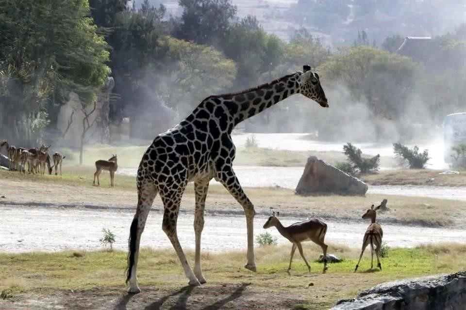 La jirafa se incorporó a la manada tras salir de cuarentena.