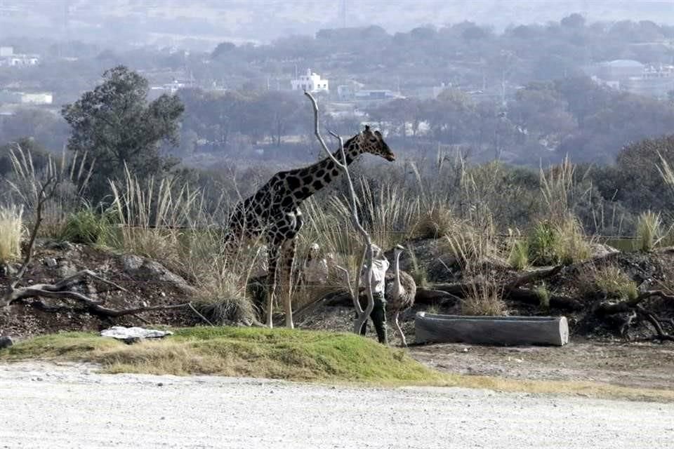 'Benito' ha sido considerado como buen semental para preservar la especie en México.