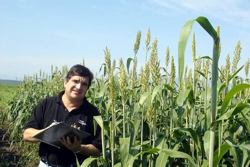 El investigador del Tec de Monterrey también ha trabajado con variedades criollas del maíz con una calidad proteica similar a la de productos de origen animal como la carne.