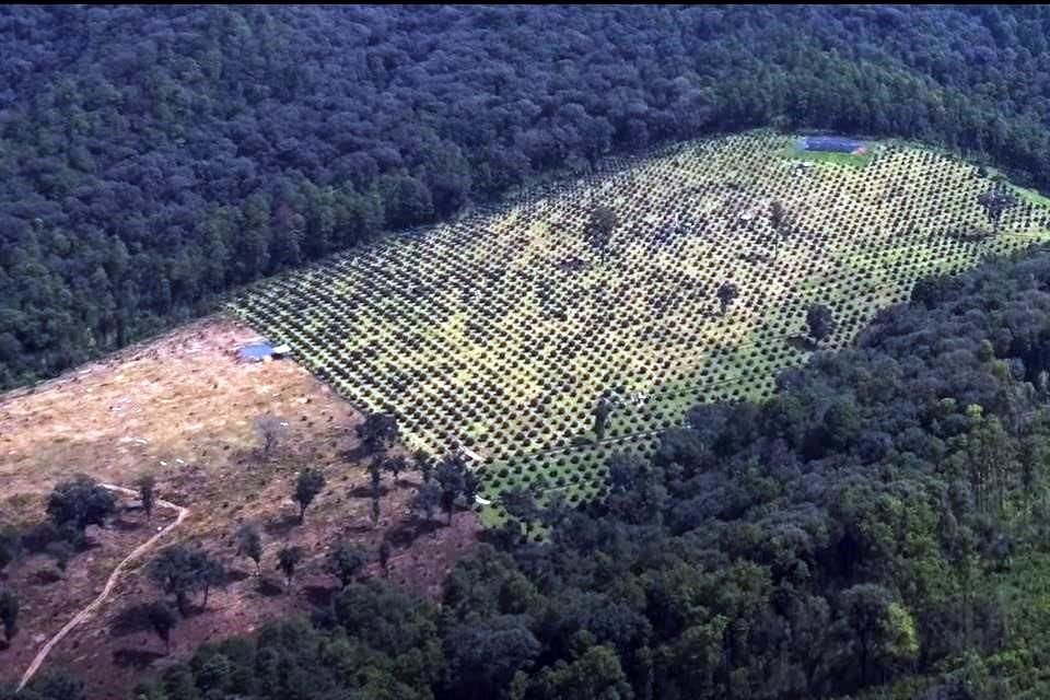 Senadores demócratas emplearon un estudio de Climate Rights International (imagen) para alertar sobre la deforestación de bosques en México para sembrar aguacate y exportarlo a Estados Unidos.