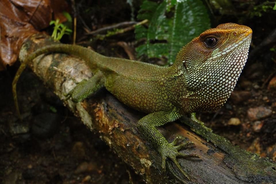 La nueva lagartija se resalta por su cabeza naranja, cuerpo verde y pequeñas patas.