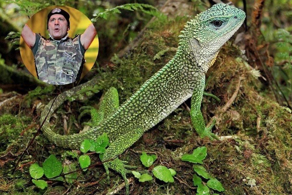 Una institución descubrió en Perú una nueva especie de lagartija, a la cual nombraron como al cantante de Iron Maiden: Bruce Dickinson.