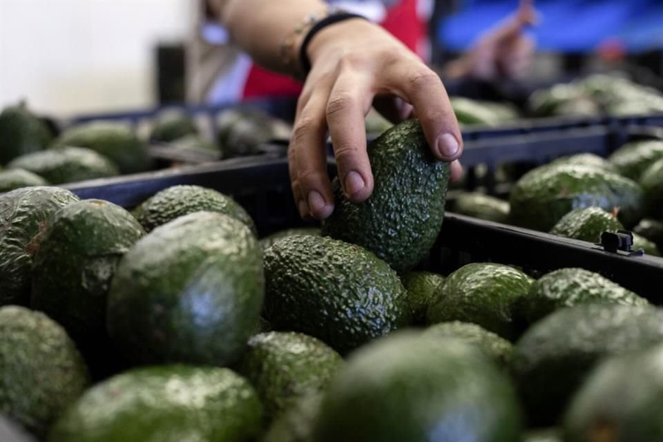 A una semana de altercado con inspectores de EU que derivó en freno a importaciones de aguacate mexicano, Ken Salazar informó que empleados del Servicio de Inspección de Sanidad Animal regresarán a Michoacán 