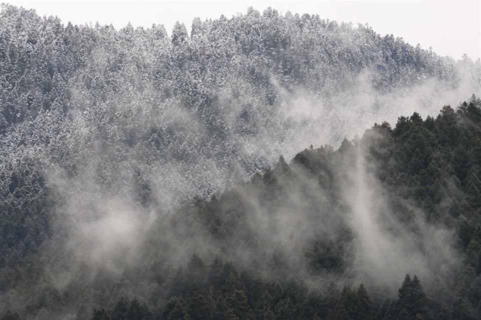 Una capa de aguanieve cubrió de blanco la parte alta de la Marquesa, que conecta con la zona boscosa del Ajusco en Alcaldía Tlalpan.