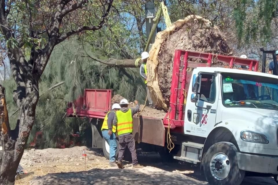 En 2023, la Sedema registró 451 árboles de Chapultepec, los cuales serían impactados por las obras del Cablebús.