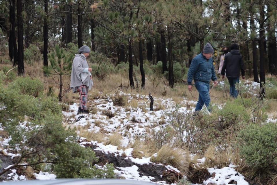 La nevada cubrió de blanco árboles y pasto de parajes.