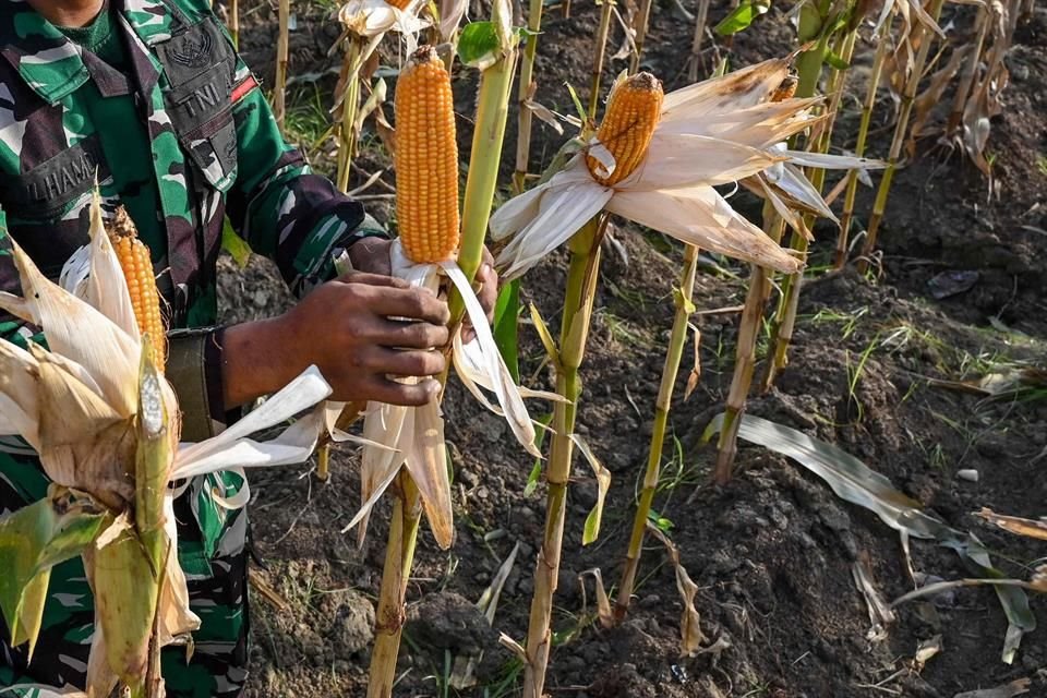 De acuerdo con la propuesta de Sheinbaum, entre los cambios solicitados a los artículos 4 y 27 constitucionales se da prioridad al manejo agroecológico del maíz, la preservación de las variedades nativas y la tierra libre de siembra de transgénicos.