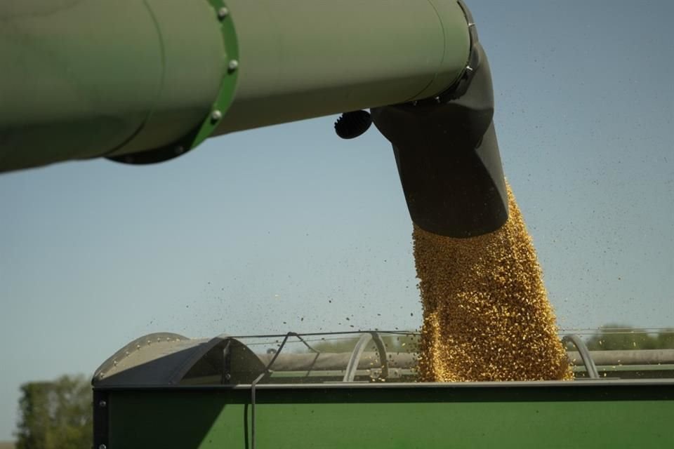 Reforma de Morena busca que para la engorda de ganado y aves sólo se use maíz quebrado en lugar del grano entero. 