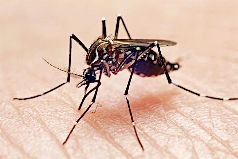 En lo que va de 2024, México registra 5 mil 439 casos de dengue, un aumento de casi 568% con respecto al mismo periodo del año anterior.