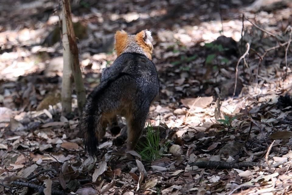 El paraje Planillas, en el Bosque La Primavera, es su nuevo hogar.