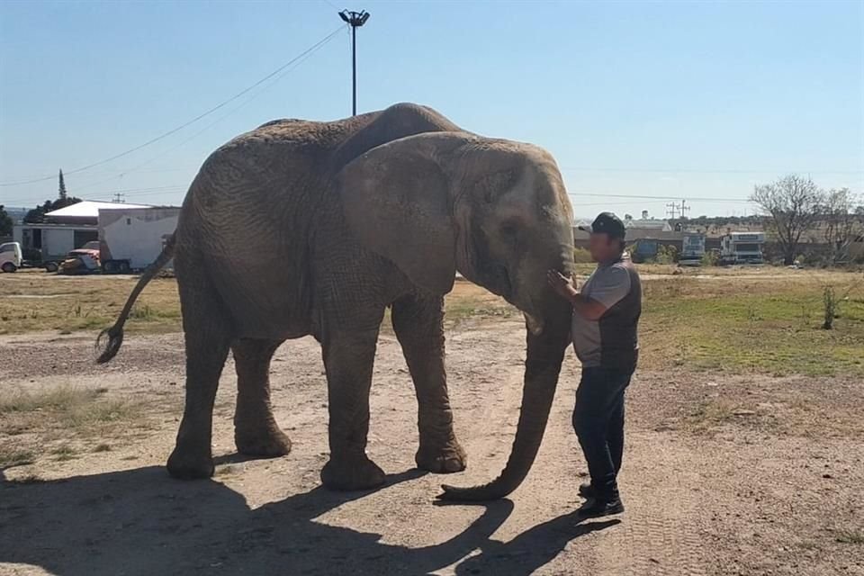 El activista Arturo Islas Allende, reportó que 'Annie' estaba abandonado desde que se promulgó la ley que prohíbe los animales en circos.