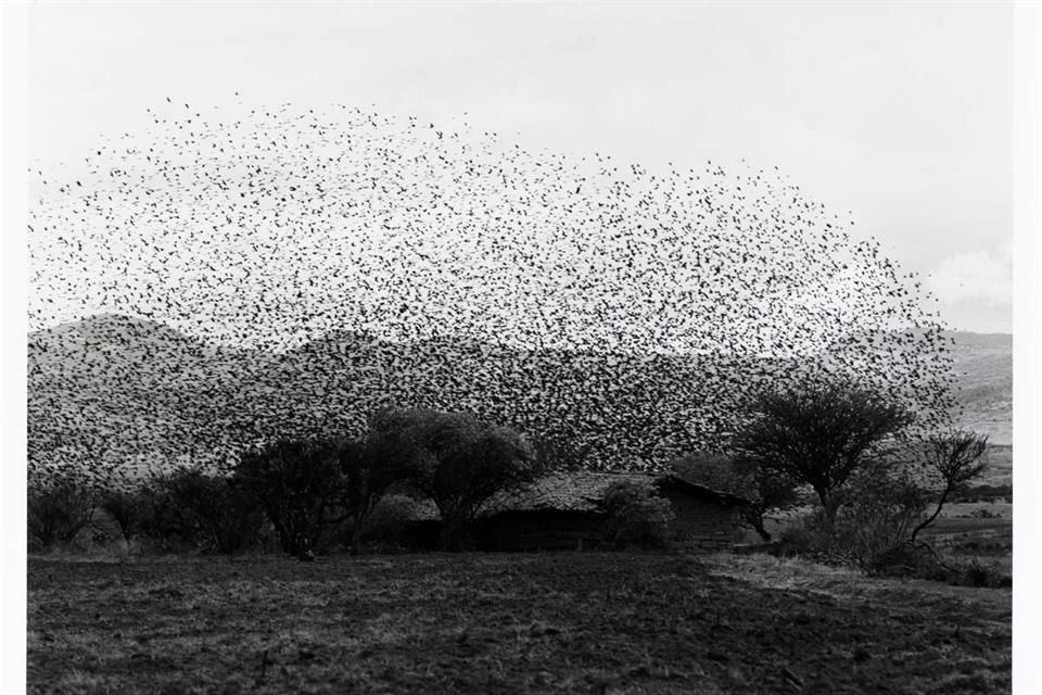 'Vi que la parvada era una nube que se había puesto en unos árboles. Todavía me dio tiempo de cargar la Hasselblad...', cuenta Garduño sobre 'Nube', fotografía que tomó en 1982.