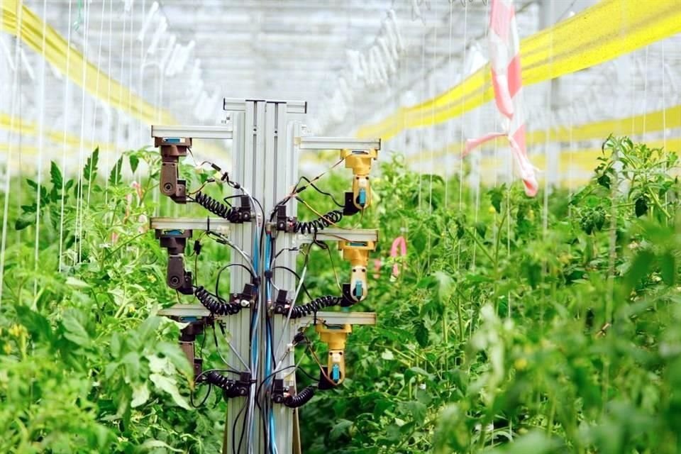 Los robots fueron desarrollados por Arugga AI Farming, con sede en Israel, que usó aprendizaje profundo.