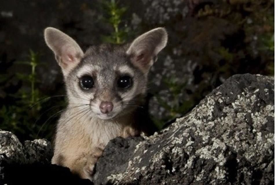 Fauna urbana, como los cacomixtles, se refugian en árboles en caso de altas temperaturas.