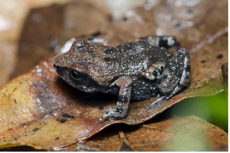 La rana del Pedregal es otra de las especies afectadas por la deforestación.