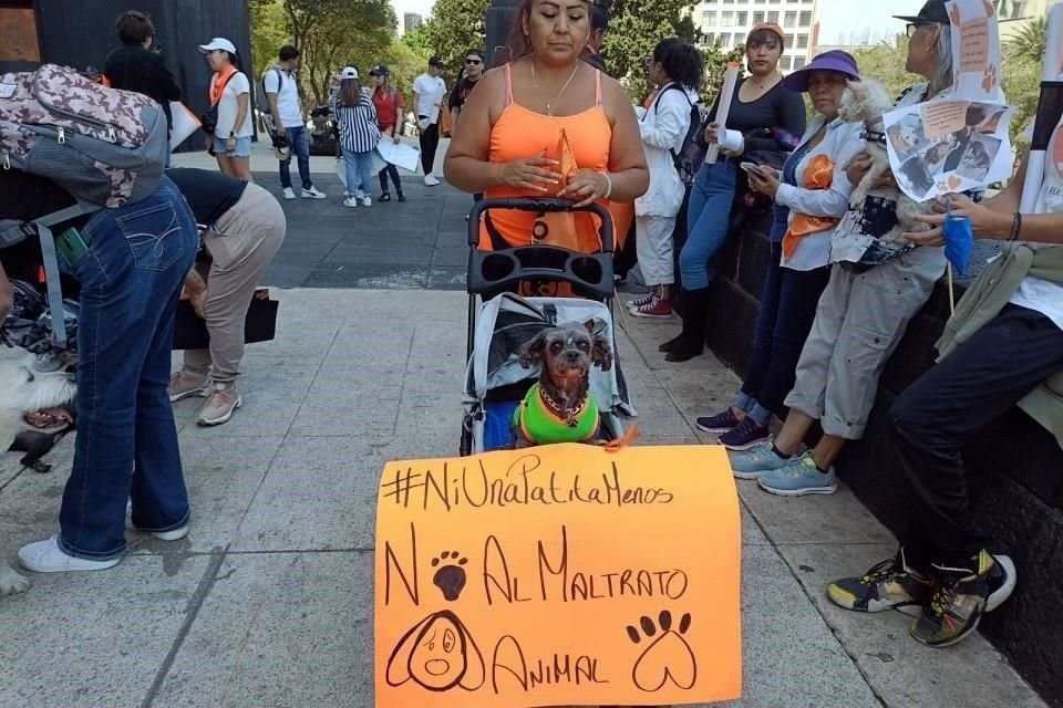 'Maltrato animal al código penal' fue una de las consignas que se escucharon mientras el contingente se preparaba para dar inicio a la marcha hacia el Zócalo.