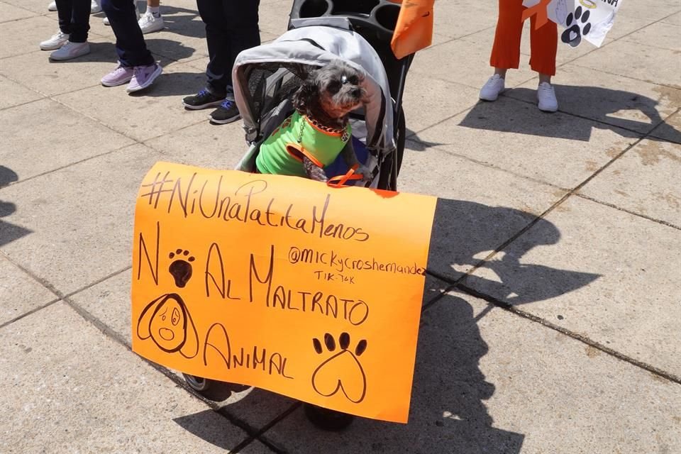 Colectivos reclamaron por el maltrato animal.