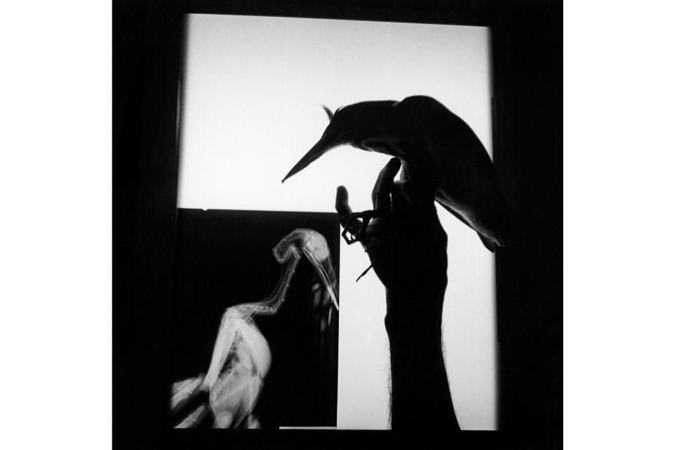 'Radiografía de un pájaro'. Oaxaca, 1999.