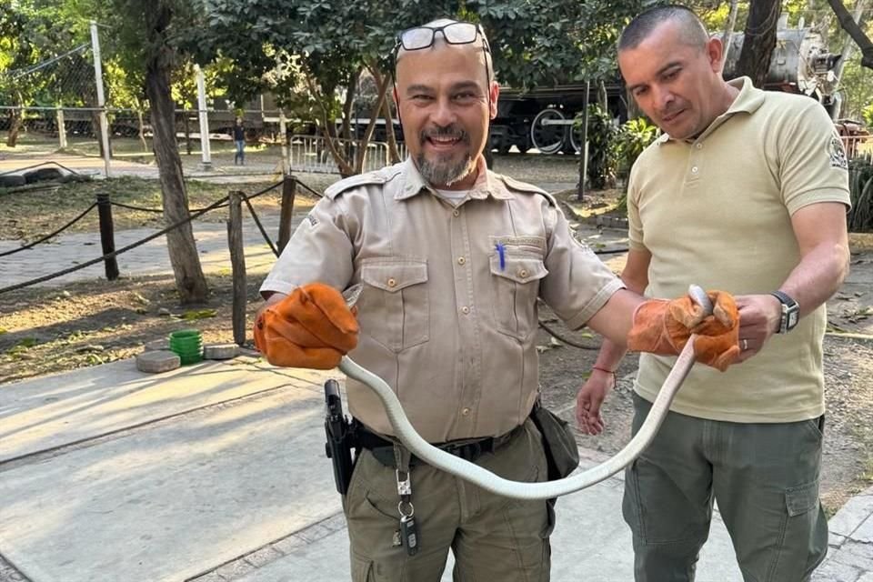 Encuentran serpiente en parque de Guadalajara