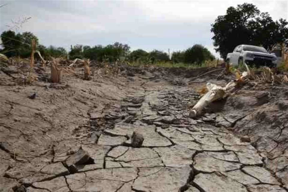 El experto señaló que en México, solo entre 2 y 3 por ciento del suelo agrícola total se trabaja con procesos orgánicos.