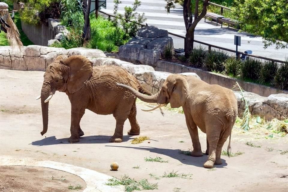 'La Profepa determinó que el Centro de Conservación de la Fauna Silvestre de San Juan de Aragón sería el nuevo hogar de la elefanta Annie en la Ciudad de México', señaló. 