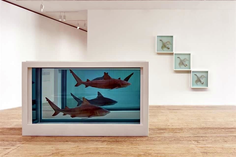 Desde inicios de los 90, Hirst ha llevado a cabo la serie Historia natural, en la que sumerge animales en formol, en ocasiones diseccionados, y los exhibe en vitrinas.