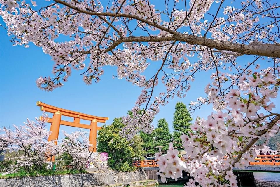 La belleza de Sakura, en Japón.