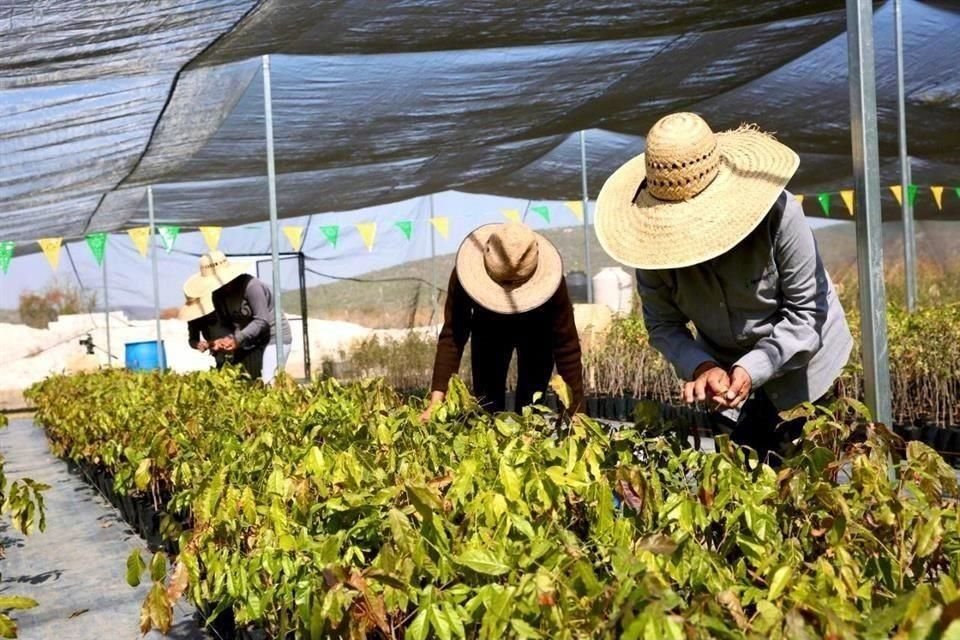 A través de la Amexcid, la Federación también pretende apoyar a 4 mil venezolanos con el programa 'Sembrando Vida'.