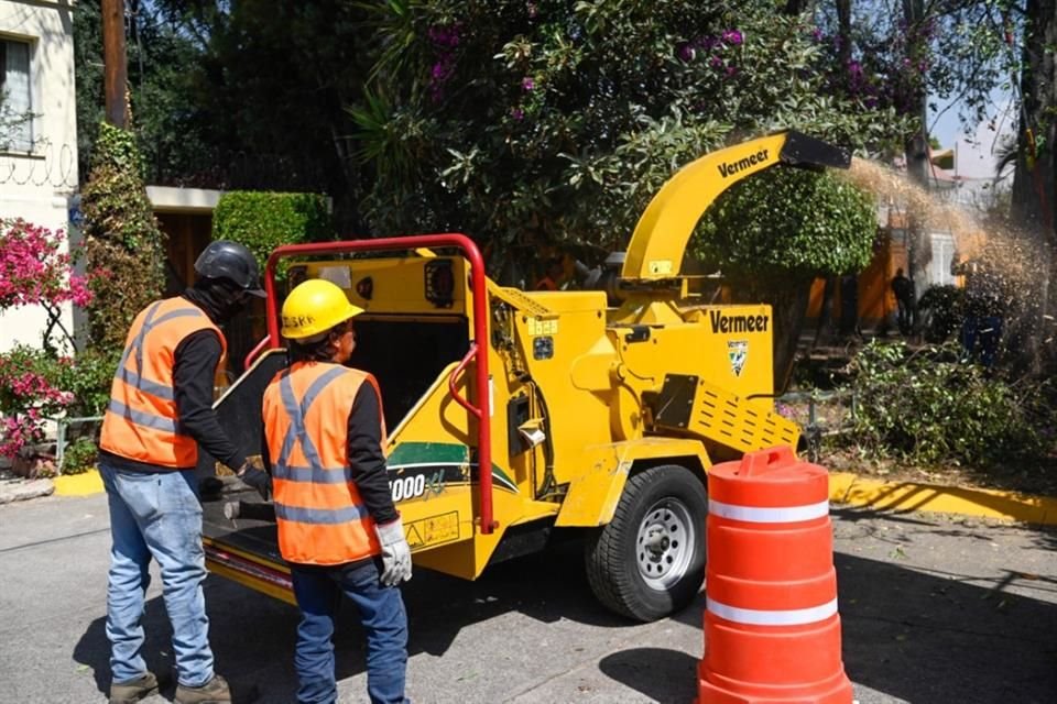 Como en todo el Valle de México, los árboles no endémicos son los más susceptibles a padecer por plagas.