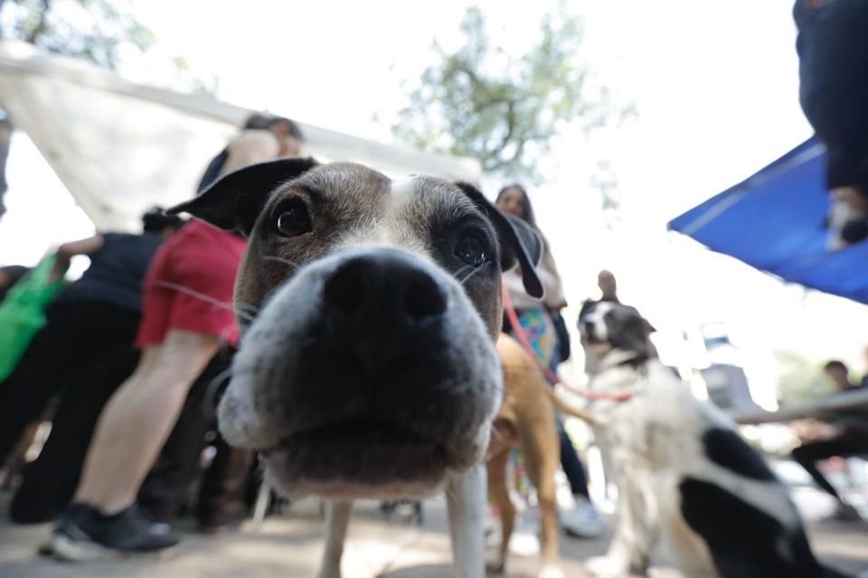 Las autoridades realizaron una caminata perruna en la Colonia Escandón para celebrar la publicación en la Gaceta Oficial las reformas a la Ley de Protección a los Animales.