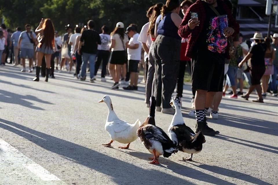 Nadie se quiere perder el segundo día de conciertos en el festival Pa'l Norte, en el Parque Fundidora.