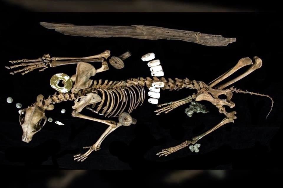 Entre las ofrendas destaca el hallazgo de esta loba guerrera.