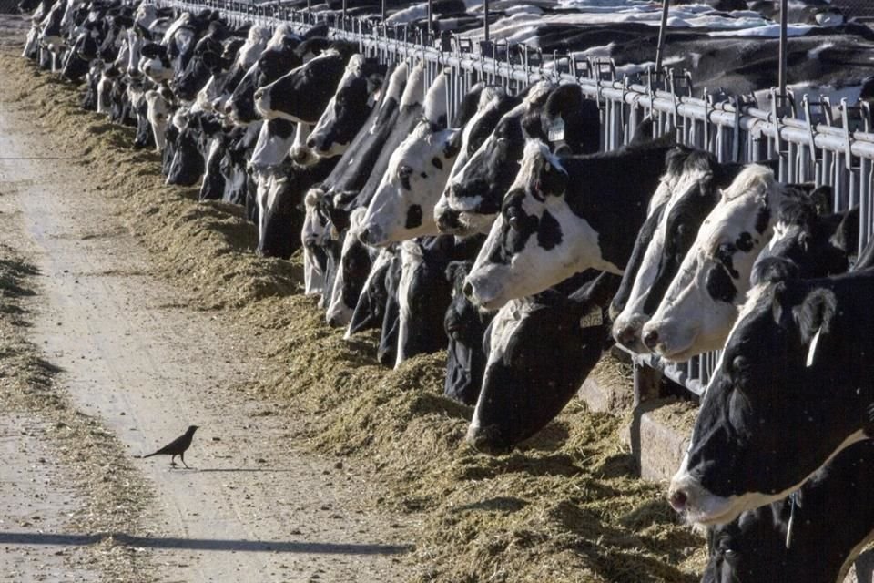 Vacas lecheras se alimentan en un granja en Nuevo México, el 31 de marzo del 2017.