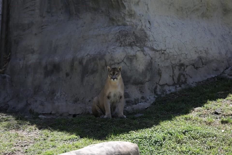 Otros animales también comenzaron a cambiar su comportamiento por el fenómeno astronómico.