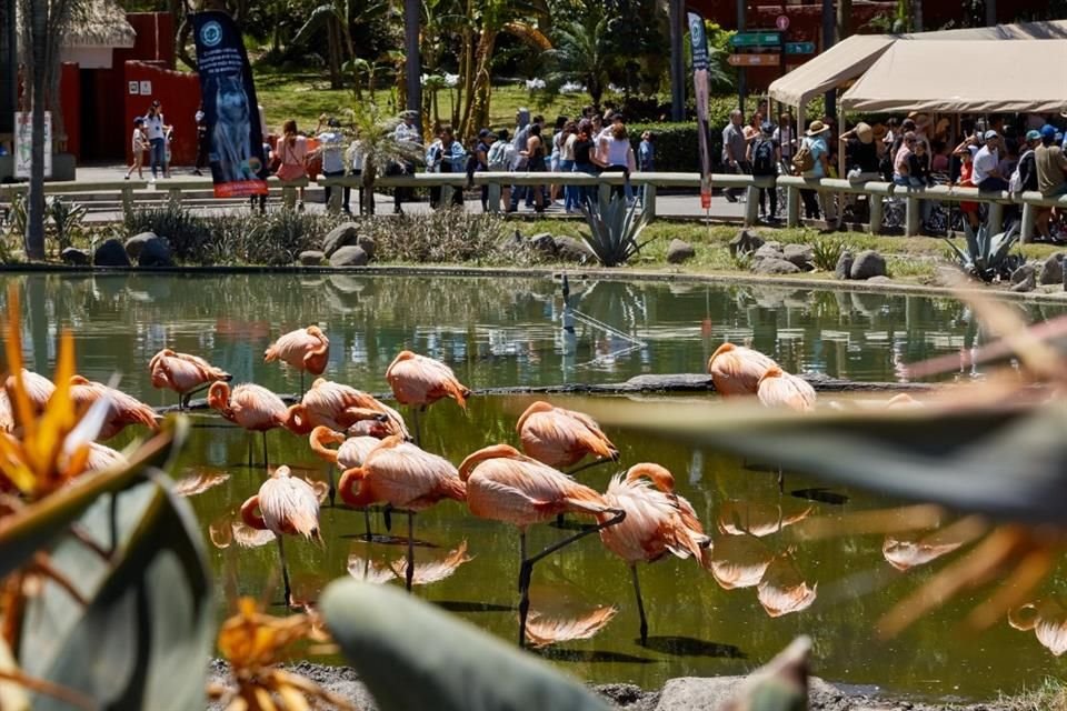 Al medio día, los flamingos rosados comenzaron a acomodarse como si fueran a dormir.