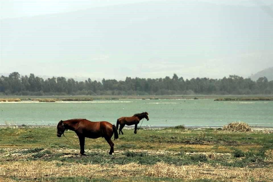 Caballos pastan en algunas partes del suelo que antes fueron un lago.