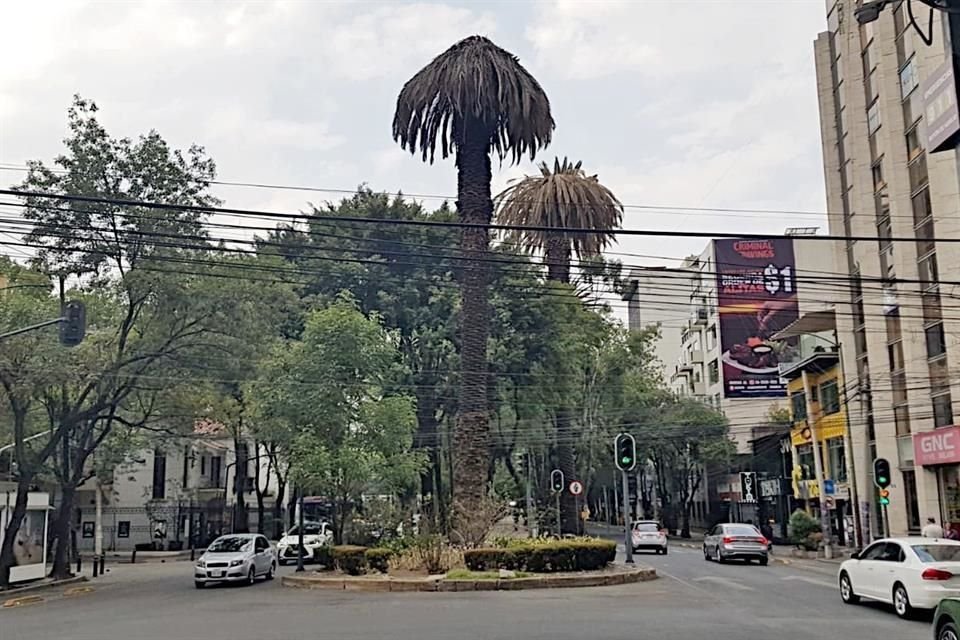 La palmera no ha podido ser retirada pese a que sus hojas han comenzado a morir.