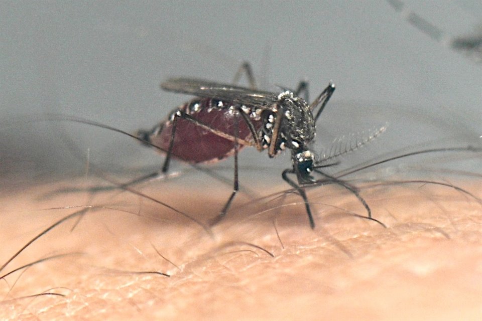 Pidieron a la gente eliminar criaderos del mosquito transmisor.