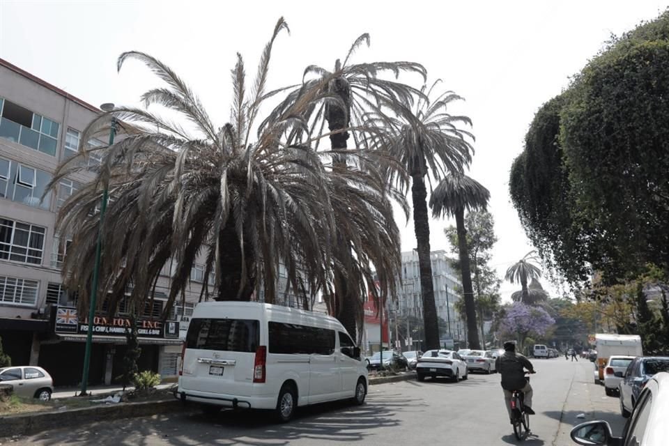 El que alguna vez fue uno de los corredores de palmeras de la Capital, luce actualmente con ejemplares secos.