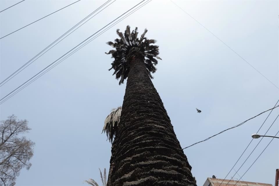 El avance de la plaga en el arbolado de la zona no pudo ser contenido, pese a que autoridades implementaron un programa de saneamiento.