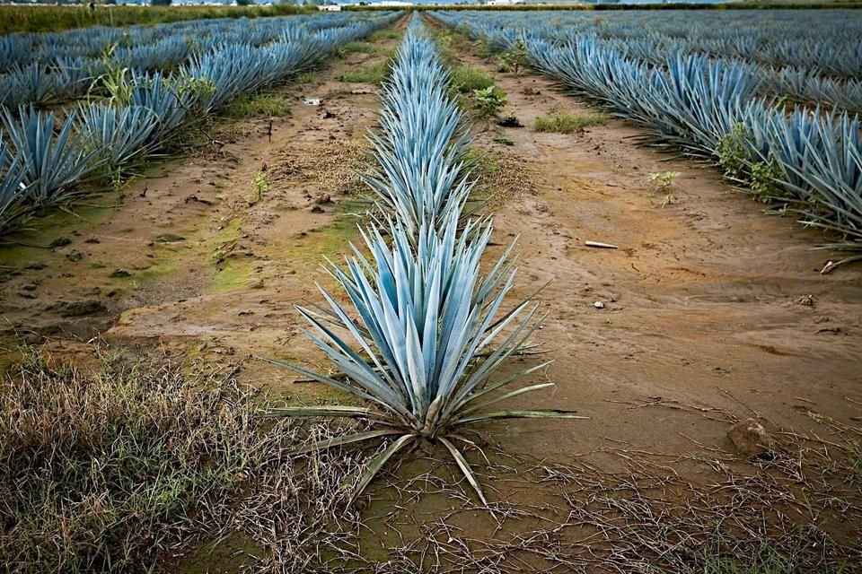 Paisaje agavero, Jalisco.