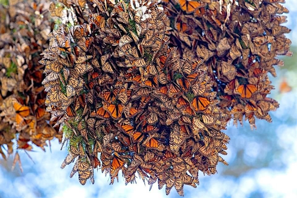 Reserva de la biosfera dela Mariposa Monarca.