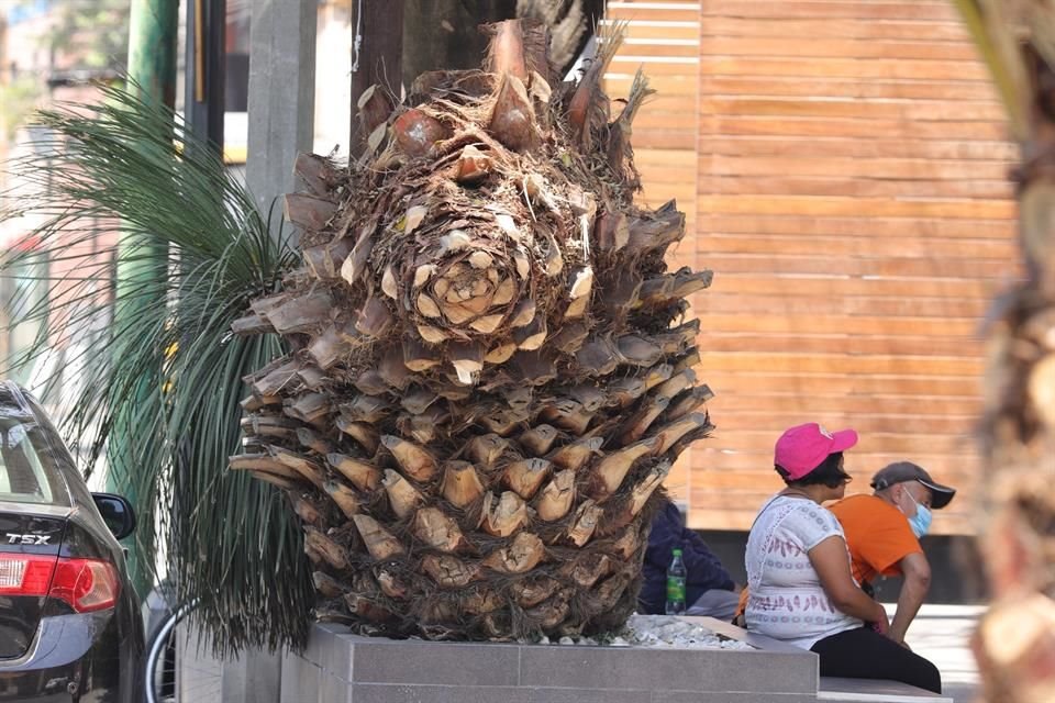 Vecinos han urgido la remoción de palmas.  