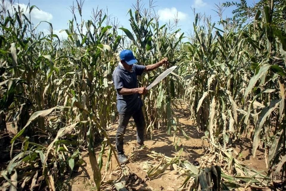 Campesinos alertaron que la Sader tiene demandas civiles en contra de al menos 5 mil de ellos por incumplimiento en pagos de créditos de sexenios anteriores.